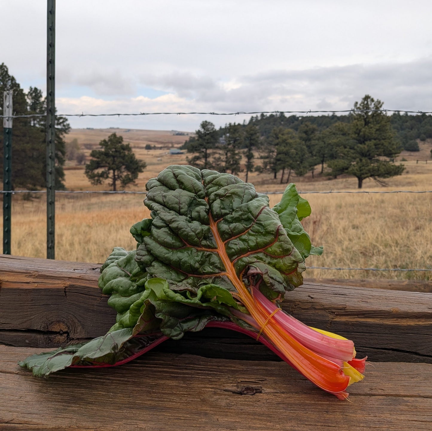 Rainbow Chard