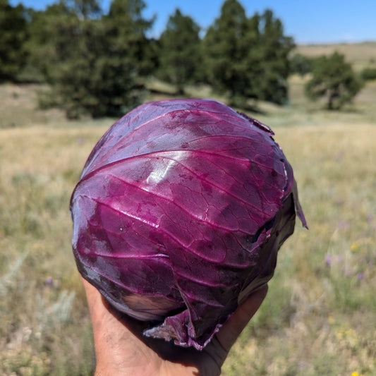 Red Cabbage