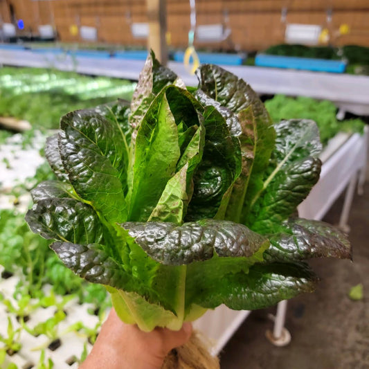 Red Romaine Lettuce - Wholesale