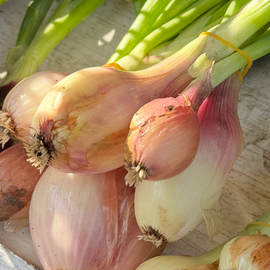 Shallots