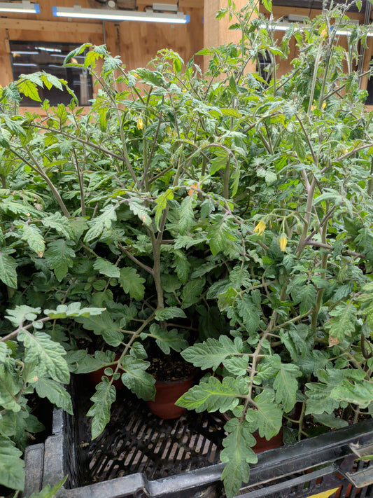 Plant Starts